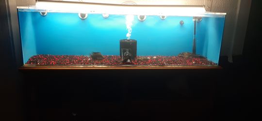 40 gallon acrylic tank