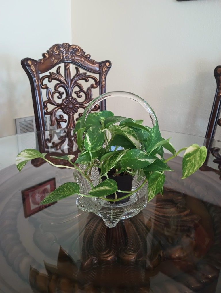 Plant In Cristal Basket