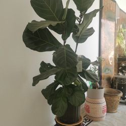 4 ft.49" tall Fiddle-leaf Fig real  plant  Excellent condition