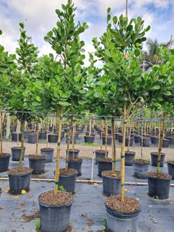 Green Bottomwood  Instant privacy Hedge for fence green full