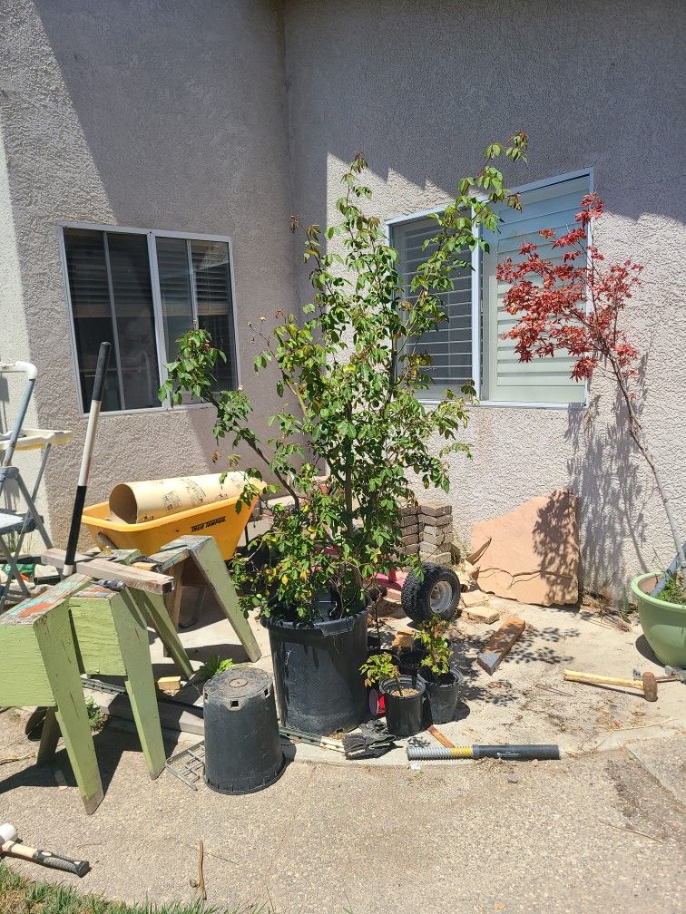 Climbing Rose Vine Cecile Brunner