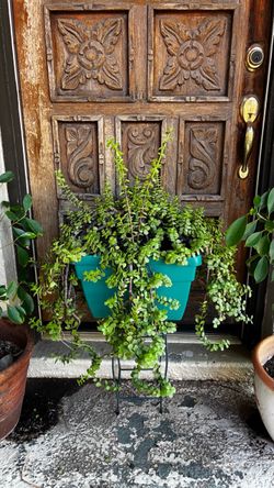 Large Elephant Bush