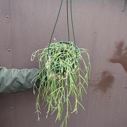 Xl Hoya Linearis In 6” Pot 