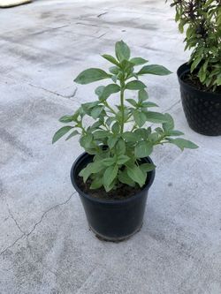 Small Fragrant Basil Plant