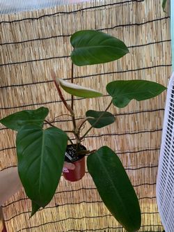 Philodendron red emeral .