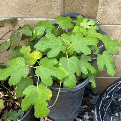 Fig