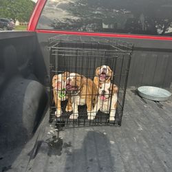 Kennel Fits 4 Puppies For Sale