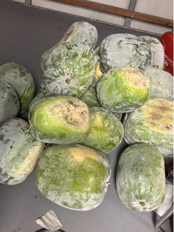 Winter Melon,  Ash Gourd, Chinese Melon