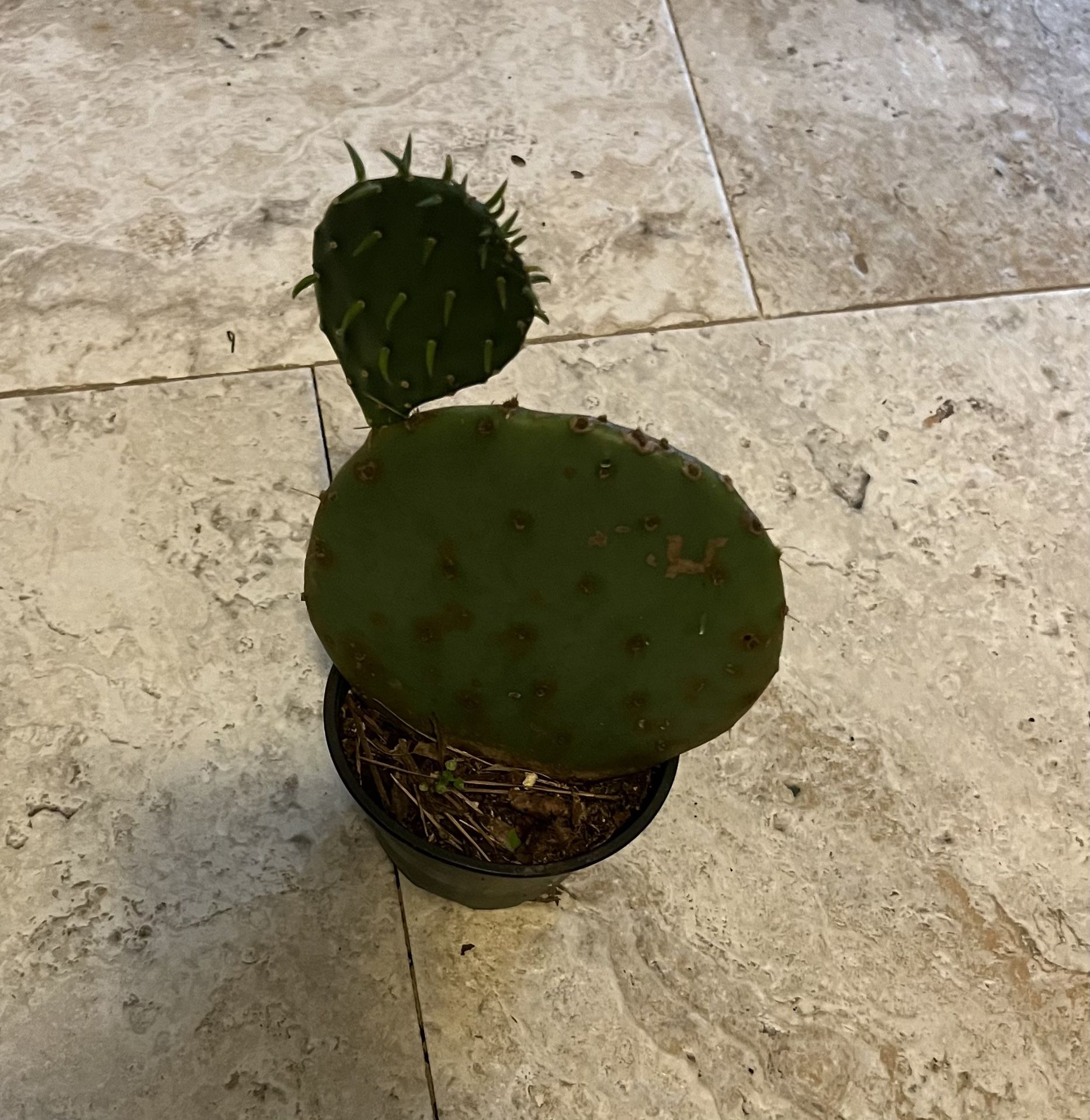 Prickly Pear Cactus Plant for Sale in Raleigh, NC OfferUp