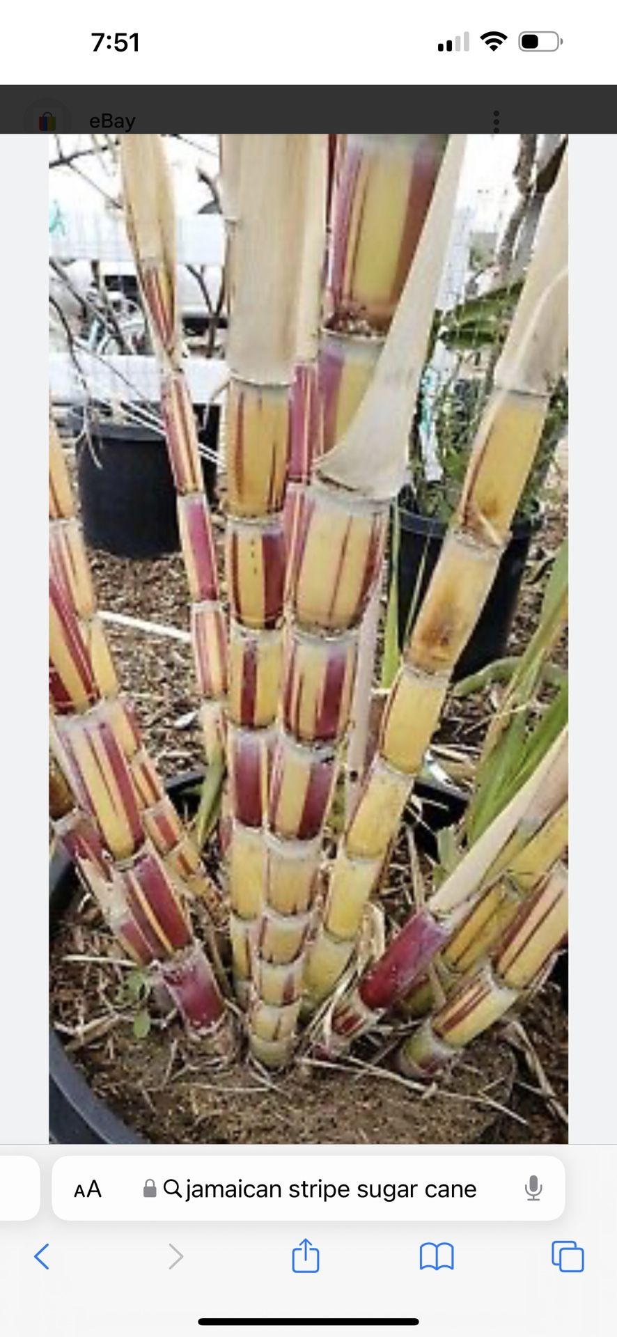 Jamaican Stripe Sugar Cane Plant