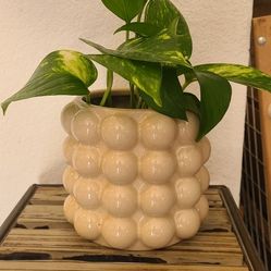 Pothos Plant