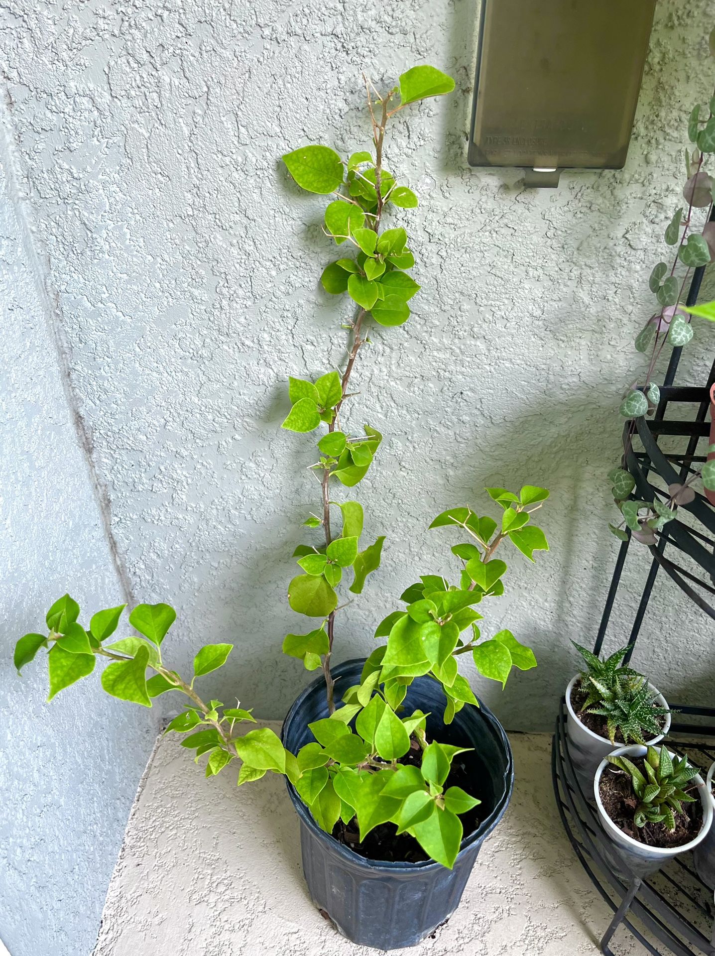 Bougainvillea Plant
