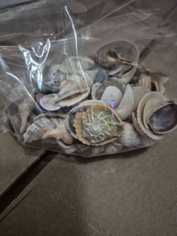 Small Seashells Collection