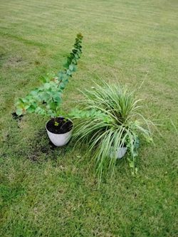 Crepe Myrtle Tree & Ornamental Grass/English Ivy