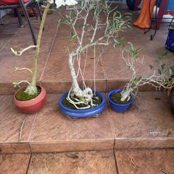 Bonsái plants with pots 
