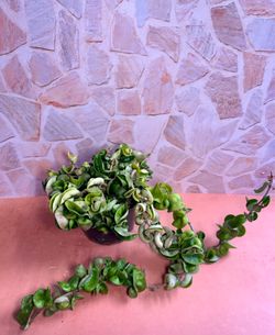 Hoya Hindu Rope Plant - 6inch
