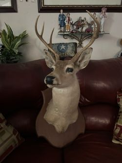 Deer