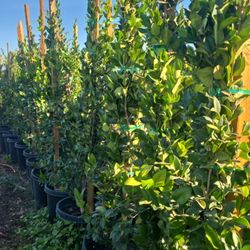 Ligustrum japonicum 'Texanum'