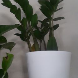 ZZ plant 25$