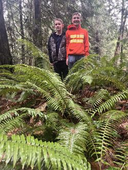 Ferns