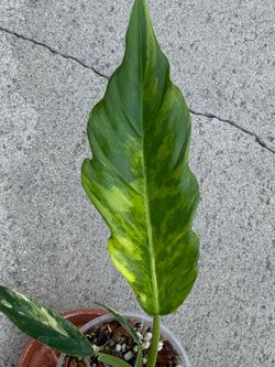 Philodendron Caramel Marble Variegated
