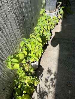 Oregano orejon
