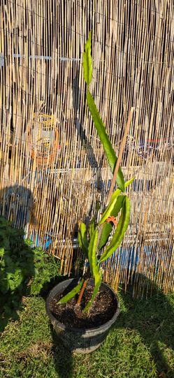 Live Potted Dragon Fruit Plant About 4Ft Tall
