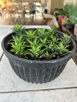 Succulent plant