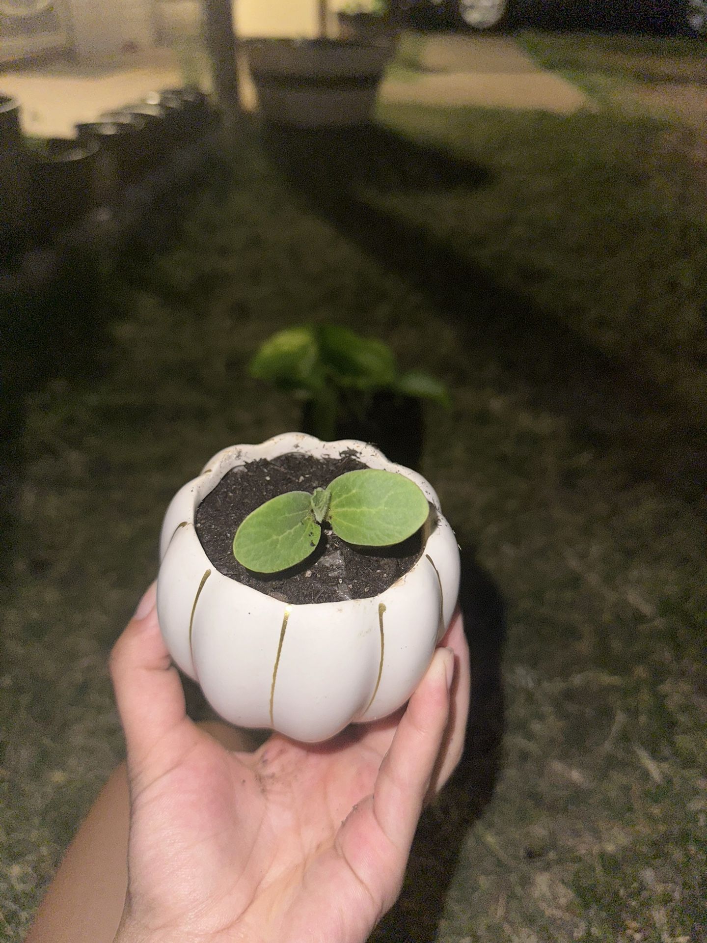 Pumpkin Plant With Mini Succulent Pot
