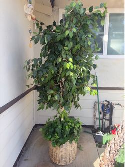 Large Artificial Ficus Tree in Wicker Basket