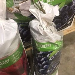 Jersey Blueberry Seedling Plant 1ft Ready To Plant Thumbnail