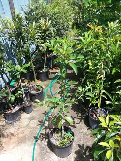 Sapodilla gigantia. Chico sapote