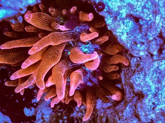 Saltwater decorations