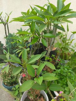 Plantas