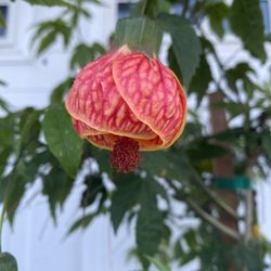 Chinese Lantern Blooming Outdoor Partial Sun Plant, 6 Feet Tall In 5 Gallon Pot Pick Up Only