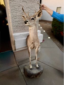 Taxidermy Deer Wall Hanging with Antlers Real Authentic Cabin Decor