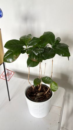 Coffee plant with pot