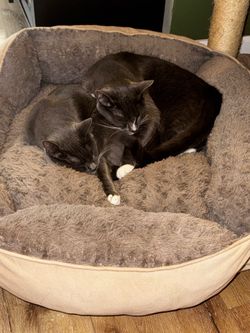 R3h0m3 - pair of young kats