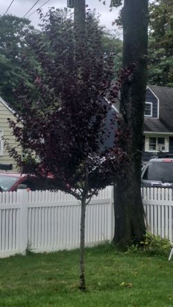(3 )Cherry threes for sale