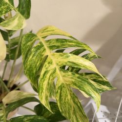 Epipremnum golden flame (Mature form)