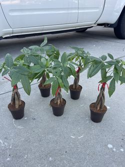 Money Tree Plants $10 each, 15”tall.