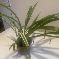 Spider Plant In 5” Pot