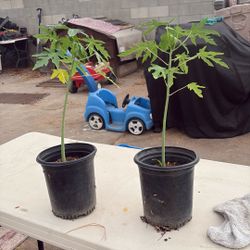 Papaya Trees 2 Feet Tall