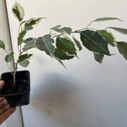 Ficus Benjamina Variegata 