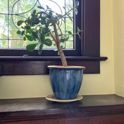 Jade Plant In Blue Ceramic Pot 