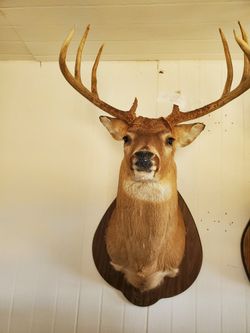Deer Mount