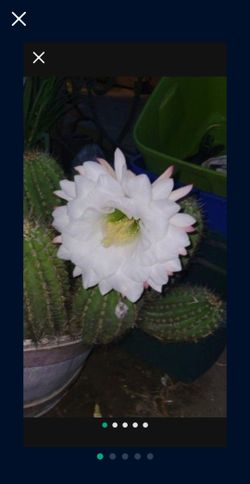 Cactuses