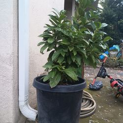 England Loro 🦜 Tree  4ft 