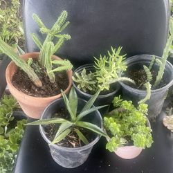  Bundle Plants For Garden 