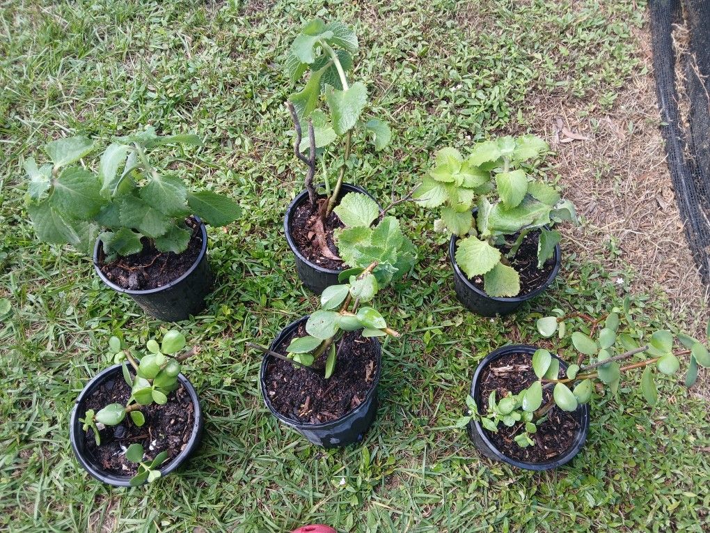 oregano and jade Or Suculent plants $8 each one